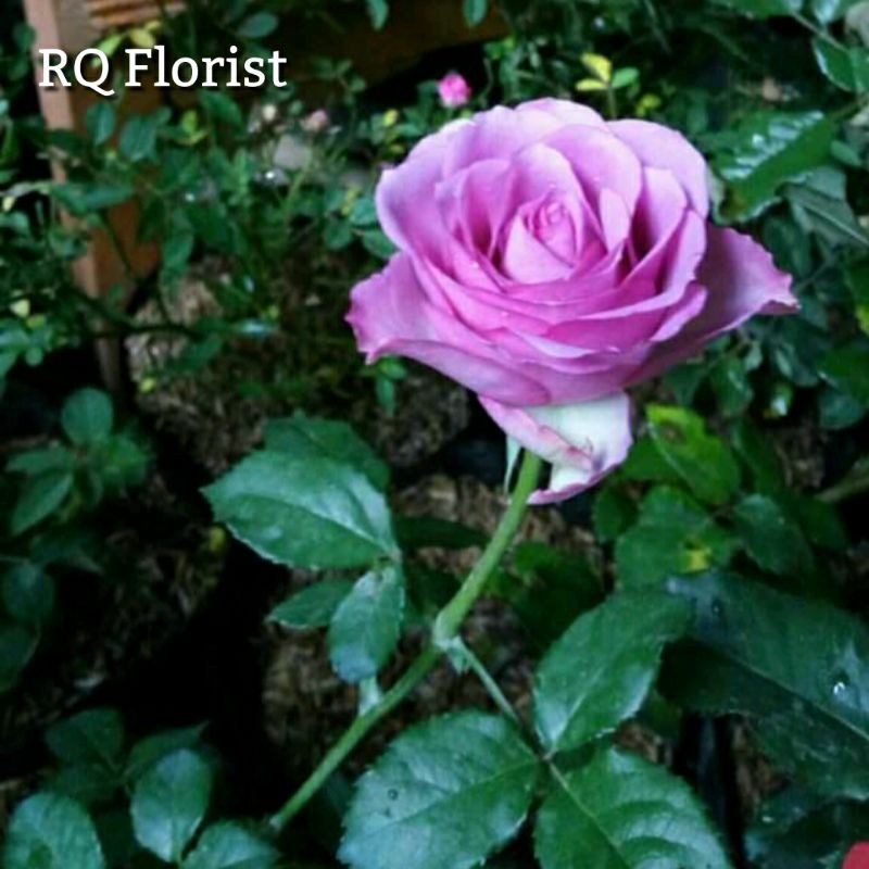 Tanaman Hias Mawar Ungu Tua / Mawar Ungu