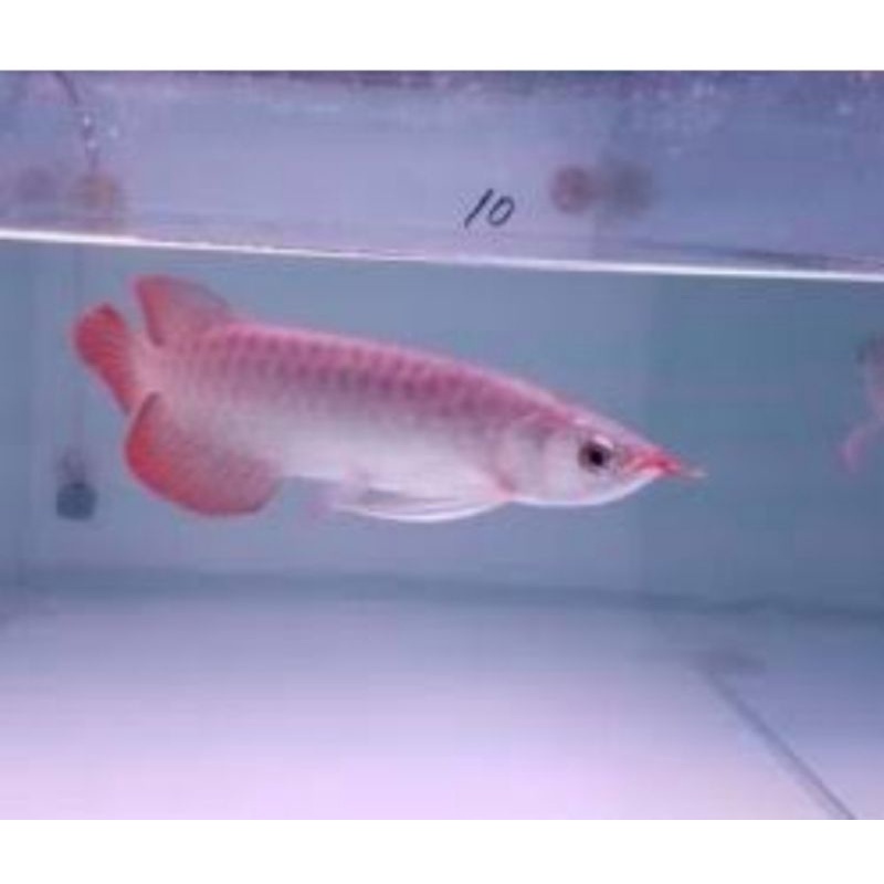 Arowana Super Red