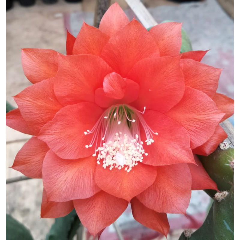 wijaya Kusumah Ackermannii