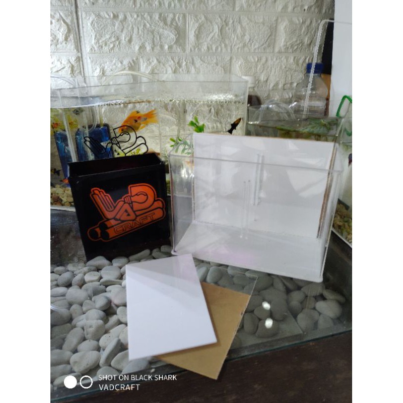 soliter cupang akrilik 2 kamar ukuran P20xL10xT15 background putih