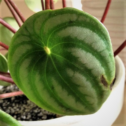 Tanaman Hias Peperomia Watermelon