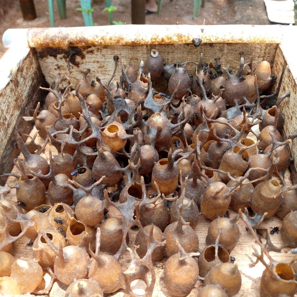

Madu Klenceng/Trigona 1kg murni || Madu Murni