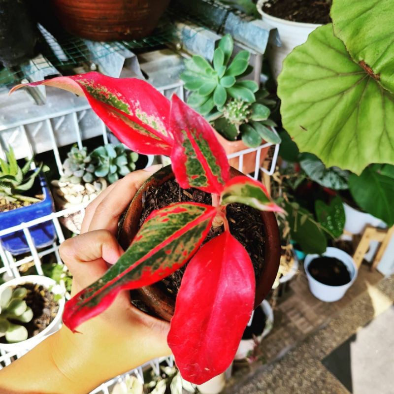 aglonema siam aurora mutasi