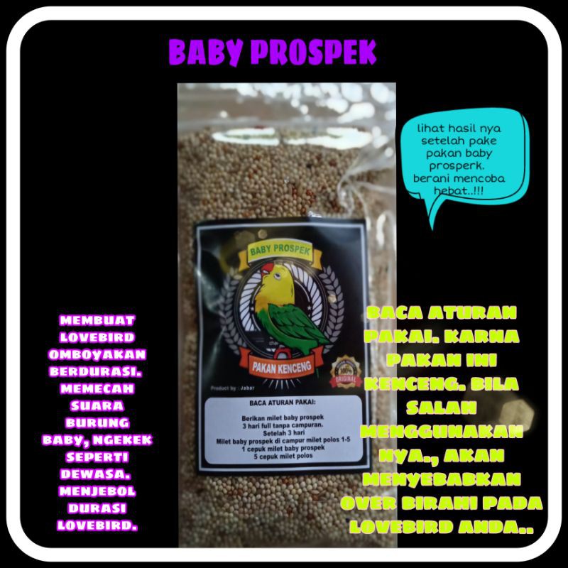 BABY PROSPEK PAKAN KENCENG LOVEBIRD