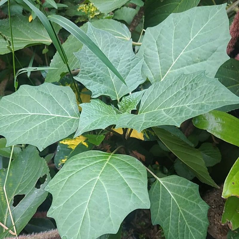 Kecubung ungu Wulung tanaman