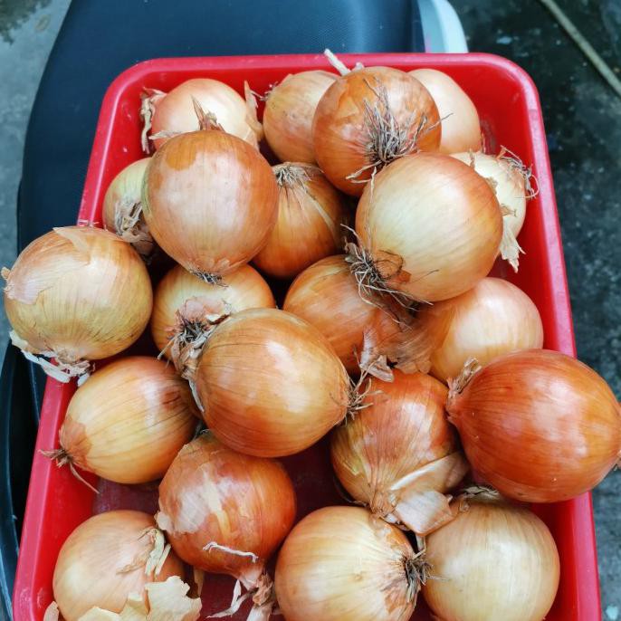 

Promo Awal tahun Bawang Bombay ½ kg Diskon