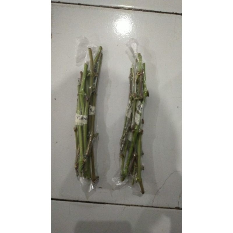 ENTRES ANGGUR TRANS 100%VALID