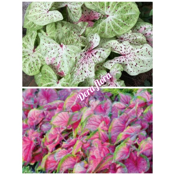 tanaman hias umbi caladium hybrid thailand 2 paket
