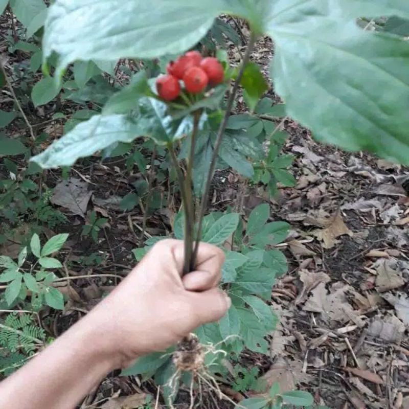 Tacca palmata blume / gadung tikus