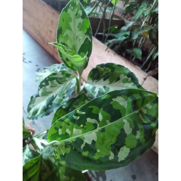 aglonema pictom tricolour .