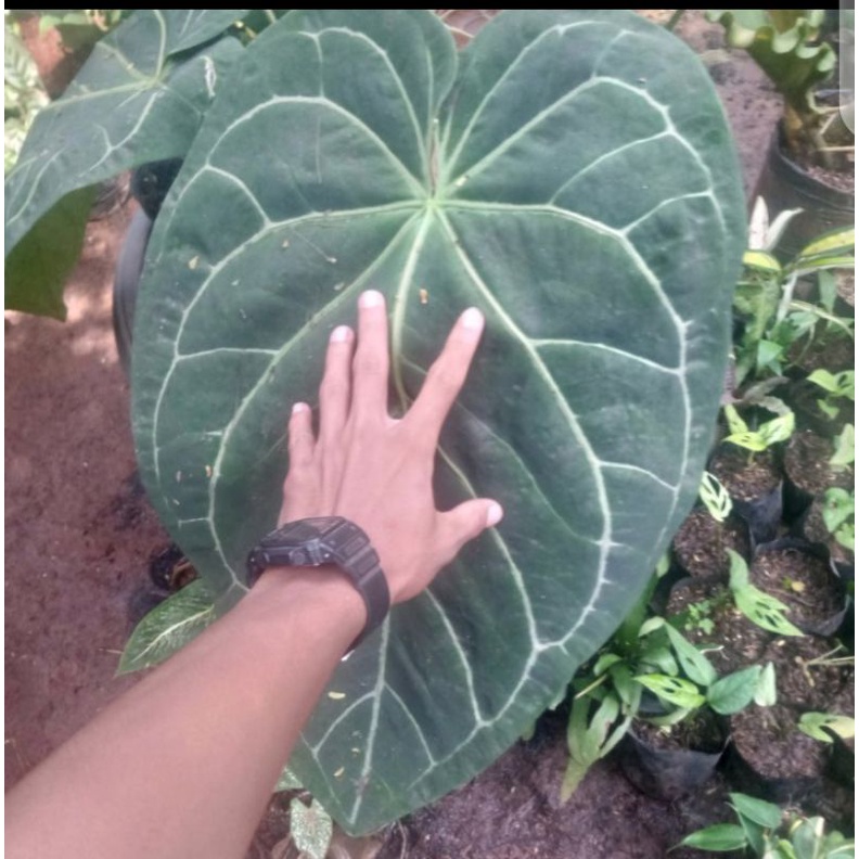 tanaman hias anthurium magnificum / kuping gajah daun besar / antarium kuping gajah -induk stok hany
