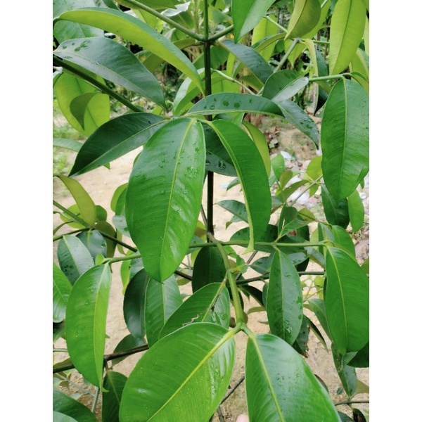 

DAUN MANGGIS SEGAR ASLI LANGSUNG PETIK DARI POHON ( 1 lembar)