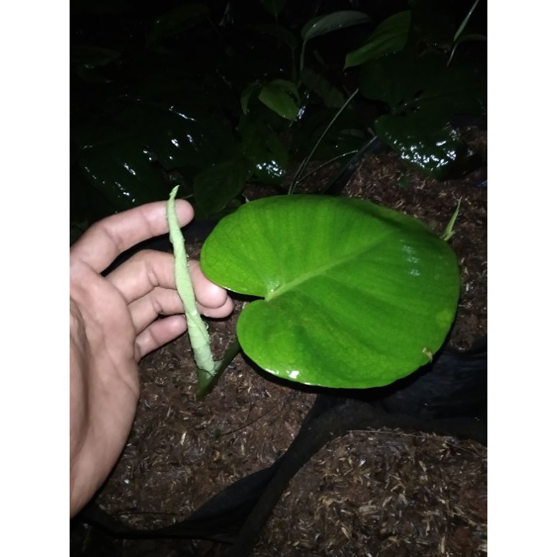 monstera king anak remaja