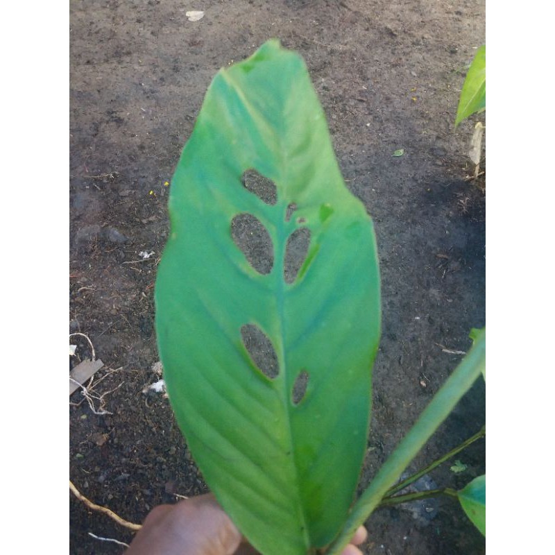 duda bolong (Rhaphidophora foraminifera)