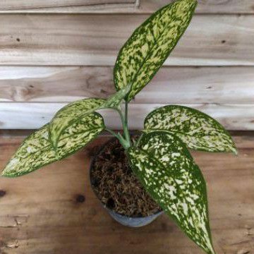 Aglonema Siam Chiang Mai Paragon