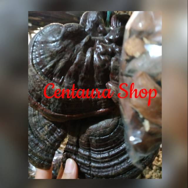 

Jamur Lingzhi Herbal Asli Kwalitas Super Unggul 250gr