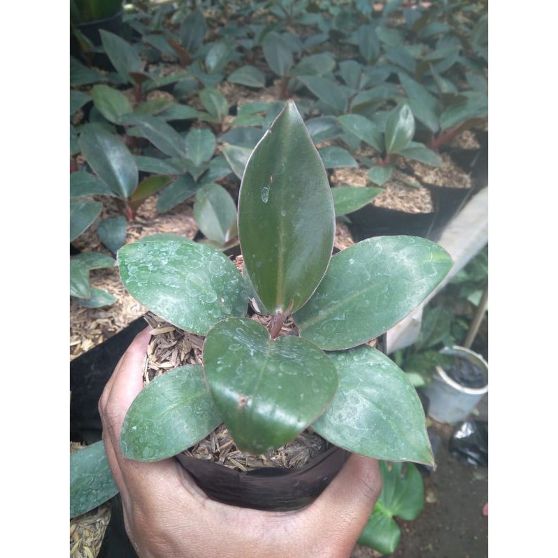 Tanaman Hias Philo Red Congo/Philodendron Red Congo