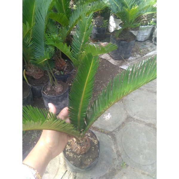 Tanaman hias sikas/mawar jambe bibit mawar jambe bibit palem sikas bibit tanaman mawar jambe