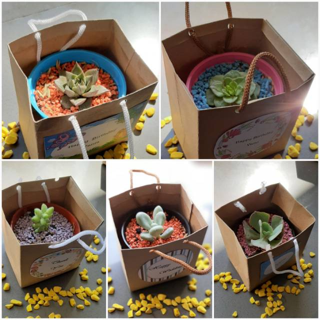 Souvenir Kaktus dan Succulent mini