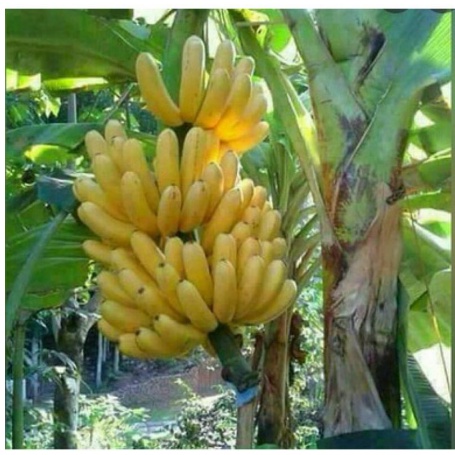 BIBIT PISANG MAS KIRANA UNGGUL TERBAIK BIBIT PISANG MAS BONGGOL