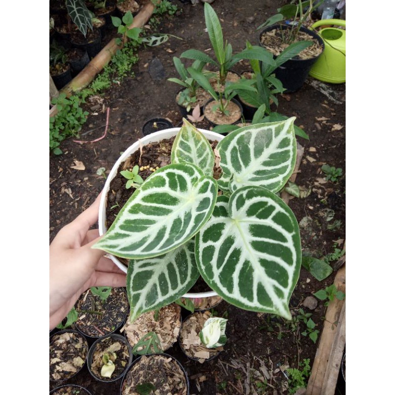 tanaman hias kuping gajah dorayaki