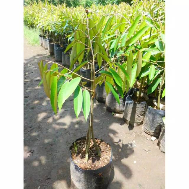 BIBIT DURIAN MONTONG KAKI 3 SUPER