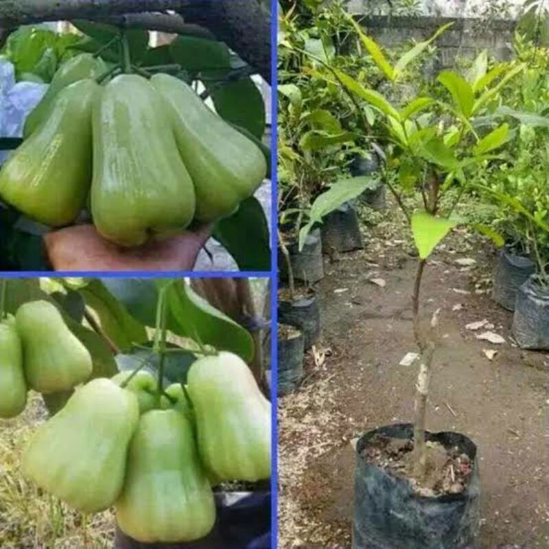 bibit jambu air deli madu jambu delhi madu jambu mdh