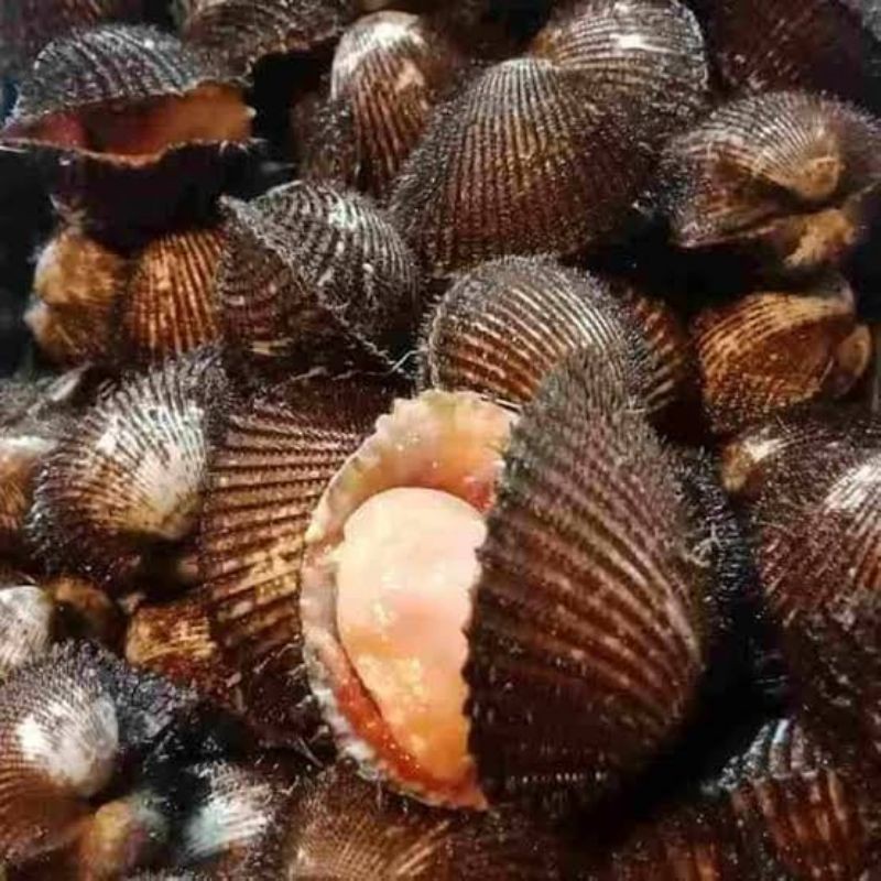 

1 kg Kerang Bulu