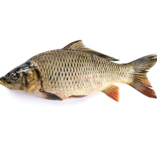 

Ikan Mas ~500gr [Sudah dibersihkan, Frozen]