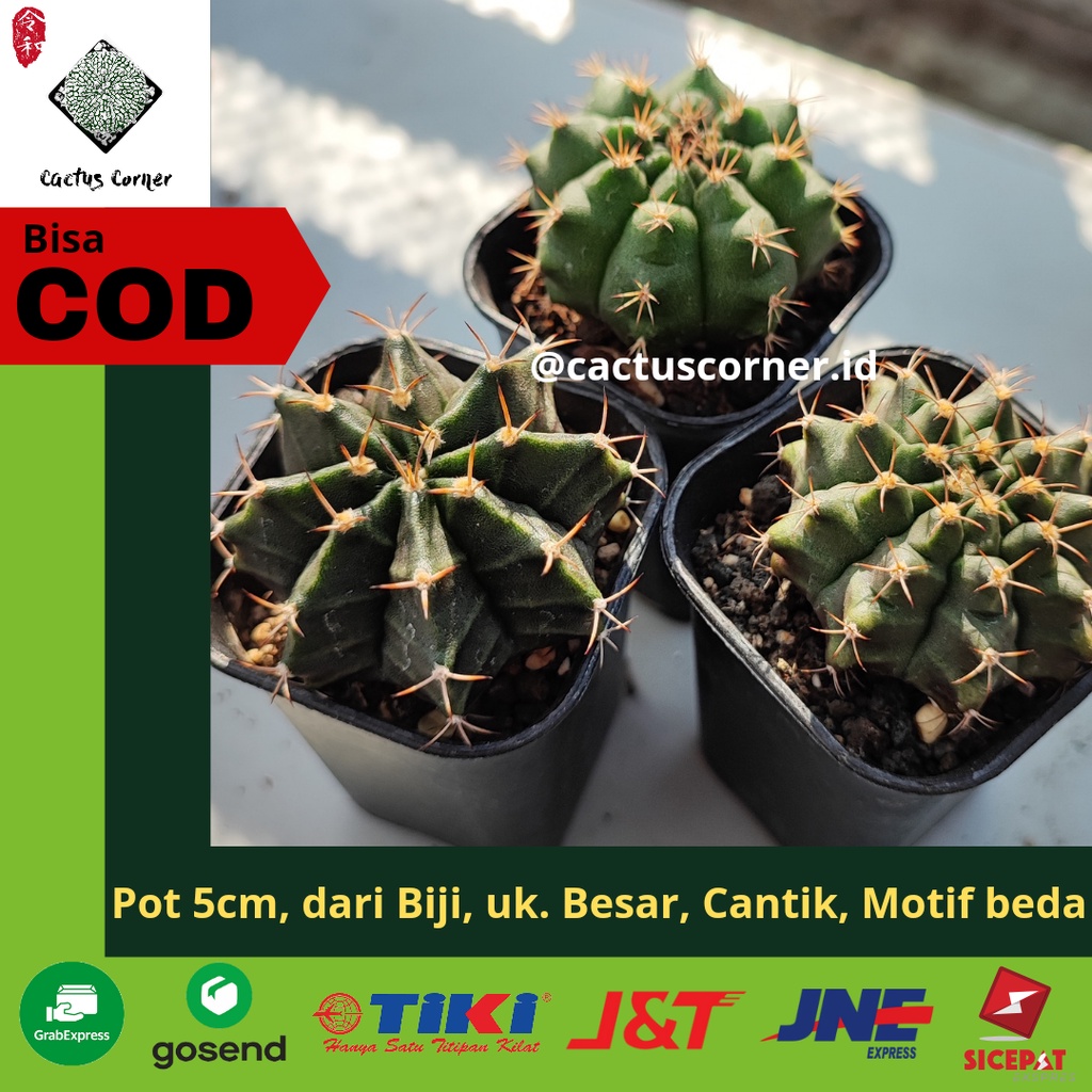 Kaktus Premium Gymnocalycium Gymno / LB Hybrid dari Biji