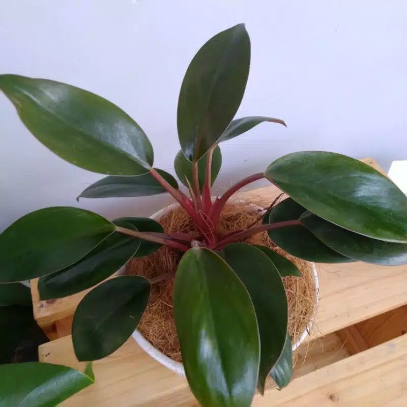 Philodendron Red Congo | Philodendron Congo Rojo