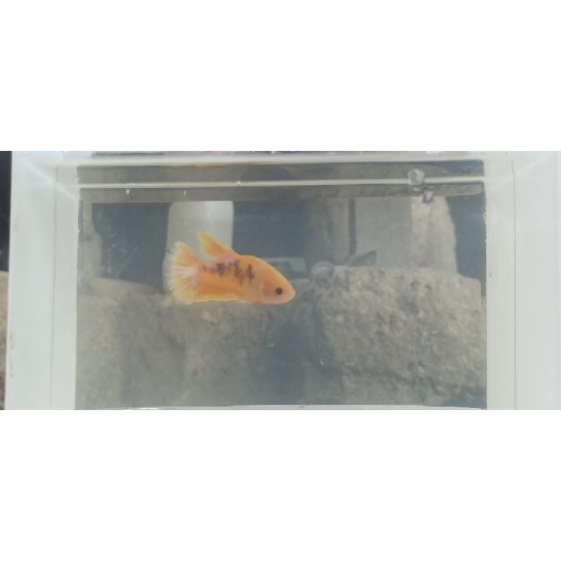 Cupang yellow Hellboy