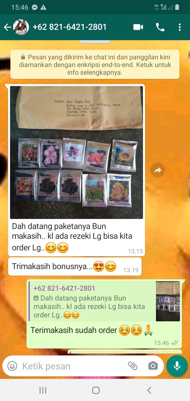 Portulaca Single Mix - Isi 150 Biji