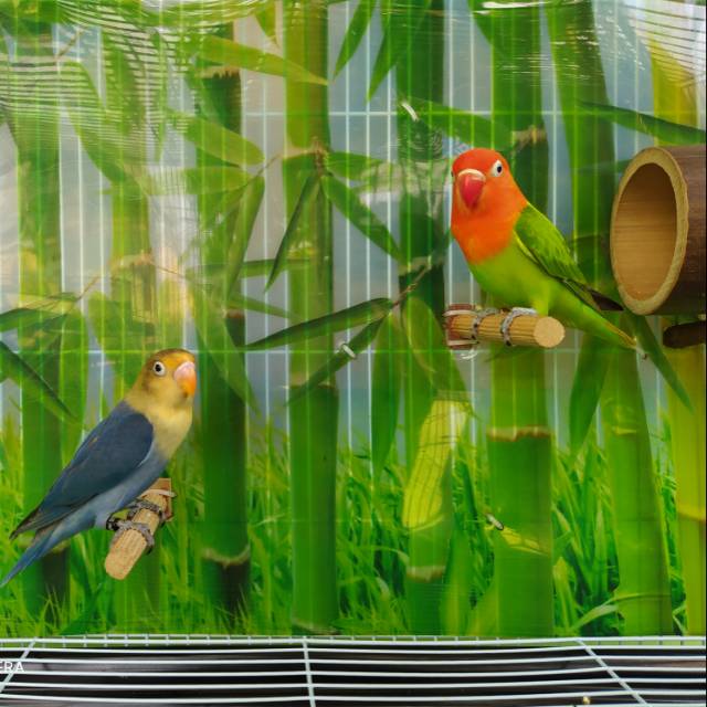 Love bird paud biola&pb vio