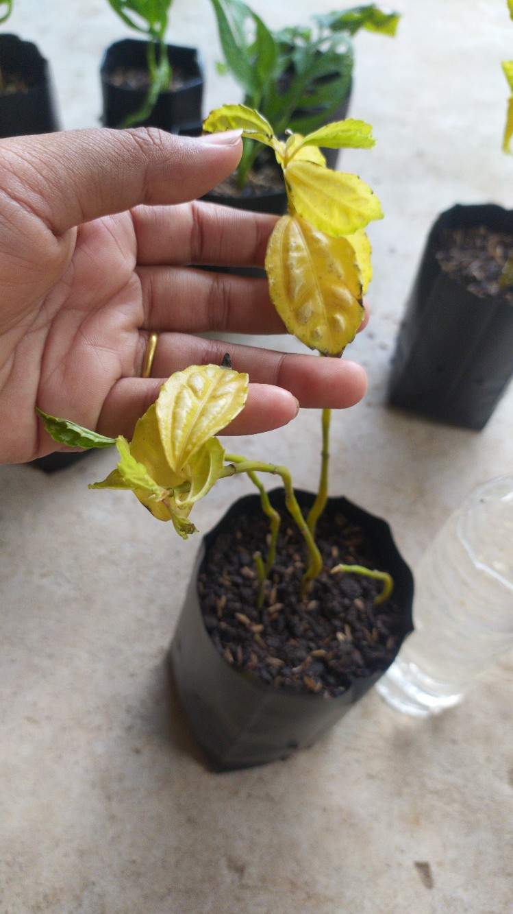 Tanaman Hias Pilea Mutiara - Piela Cardierei