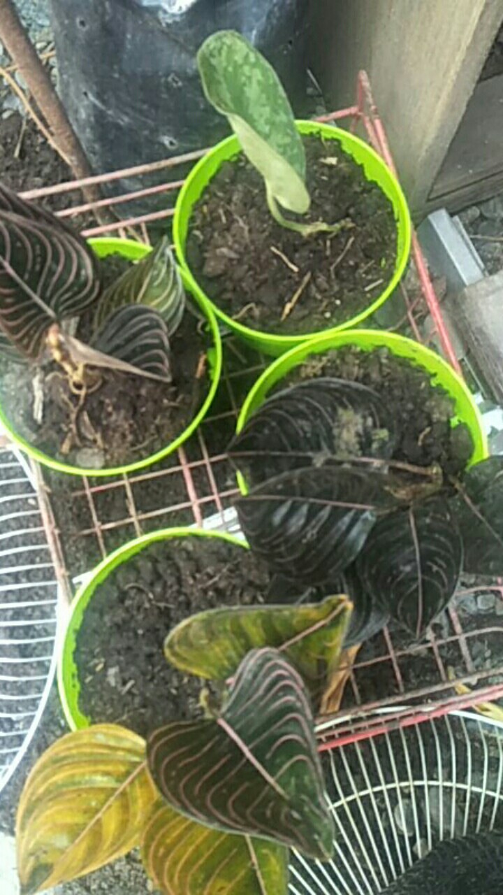 Aglonema Rotundum Aceh