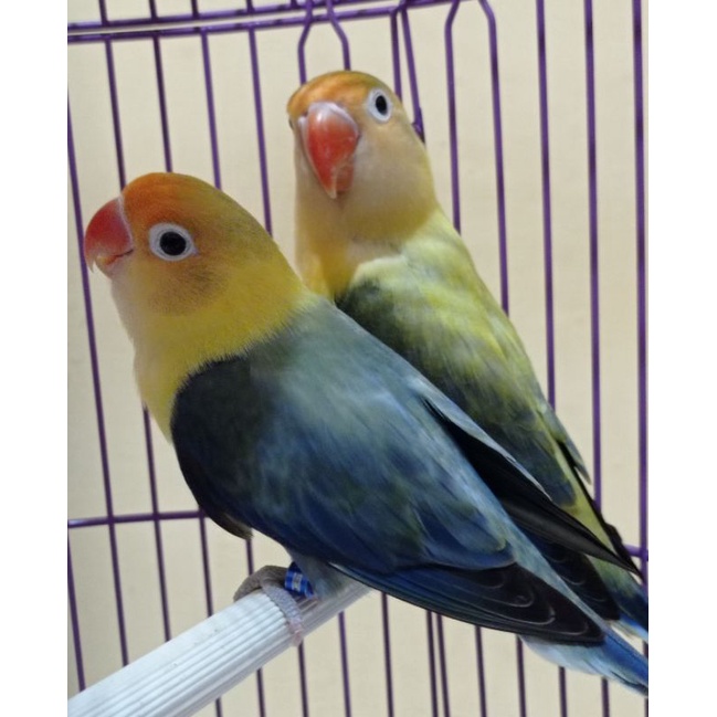 Lovebird BIOLA PB VIO x BPE VIO