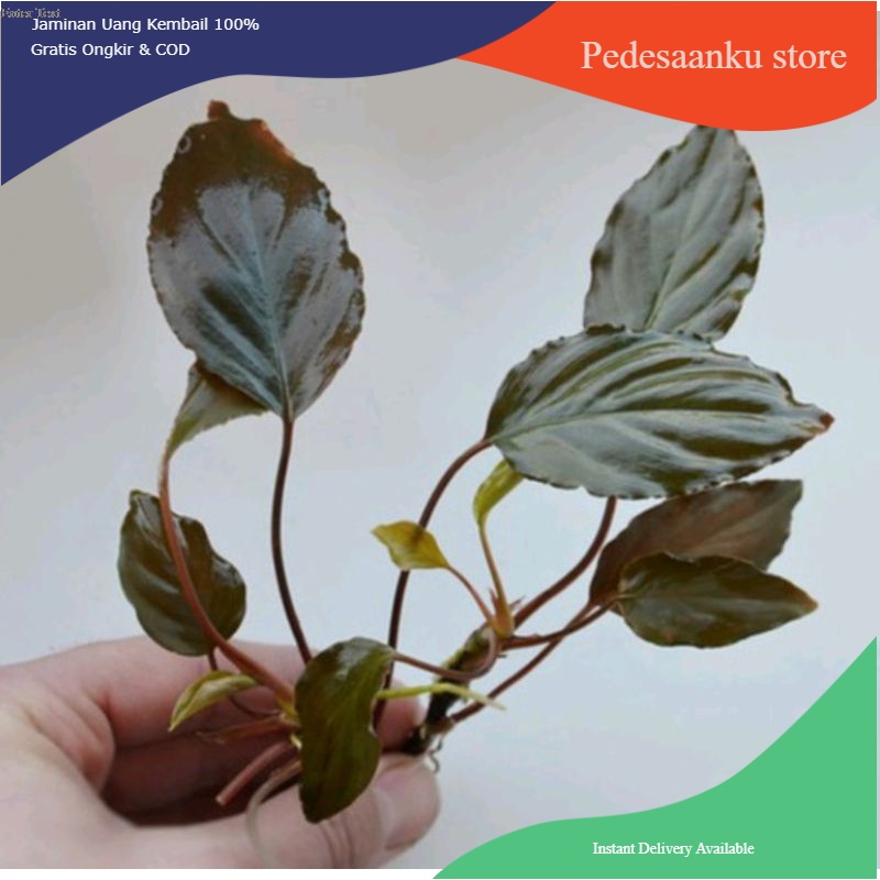 Tanaman hias Aquascape Aquarium Anubias Red -Homalomena Sp Red