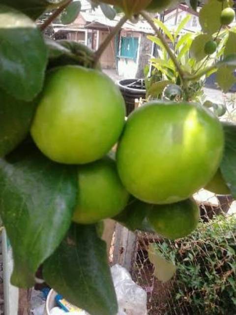 Bibit tanaman apel putsa/ apel india-2