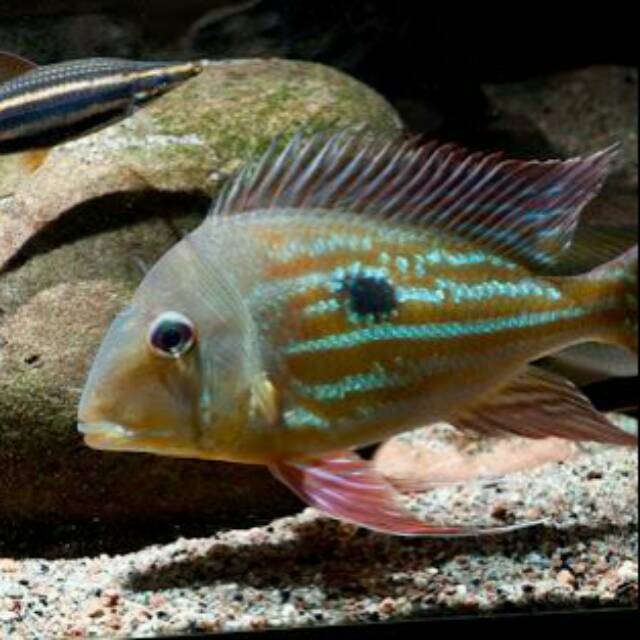 Geophagus Winemilleri American Cichlid Winem