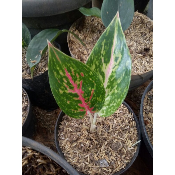 PROMO -Bibit aglonema widuri-Anakan widuri-Aglonema widuri-PROMO Aglonema termurah-Aglonema Widuri