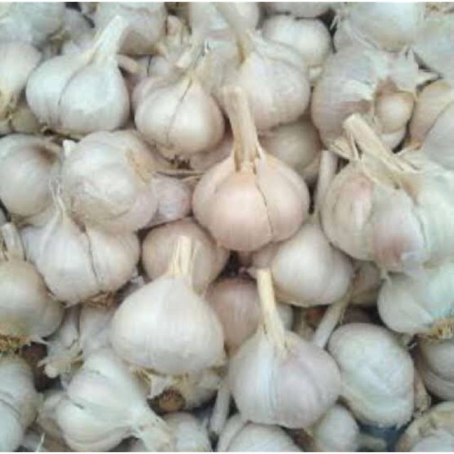 

Bawang Putih Kating Berkualitas