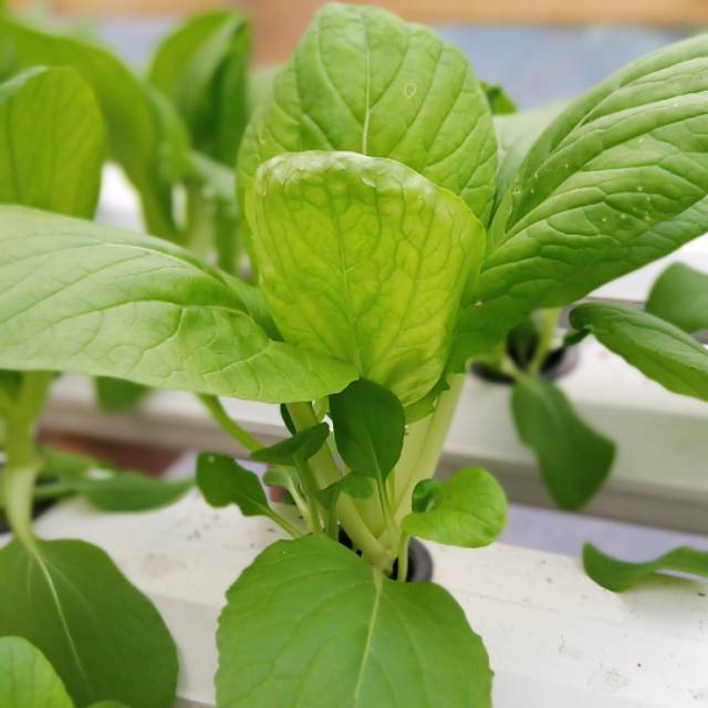 

Sayur pakcoy