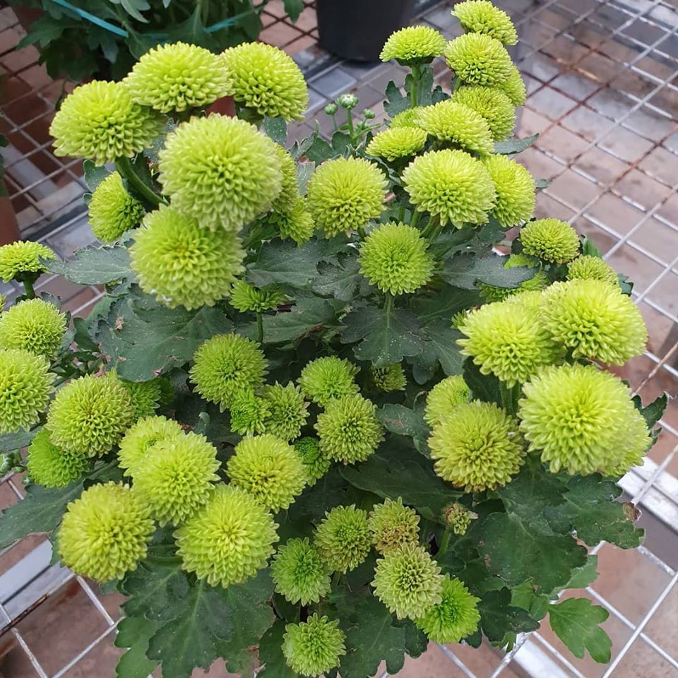 Bunga krisan hijau per tangkai