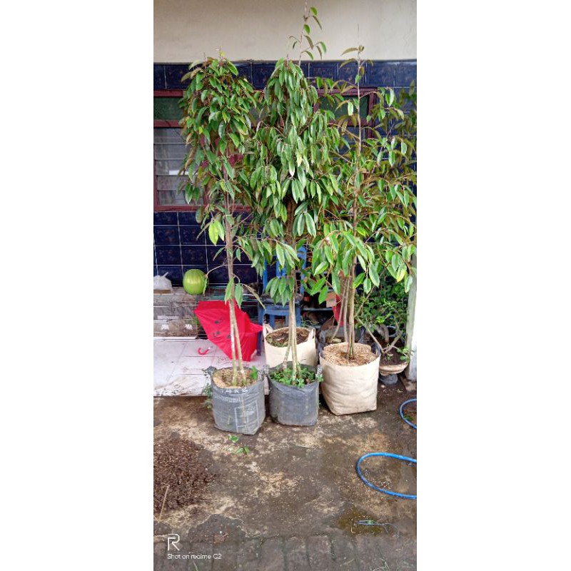 pohon durian musangking kaki 3 besar tinggi 2 meter
