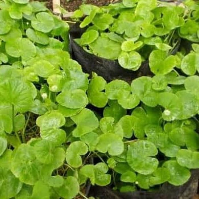 

terabaru daun pegagan atau antanan 1000gr segar segar