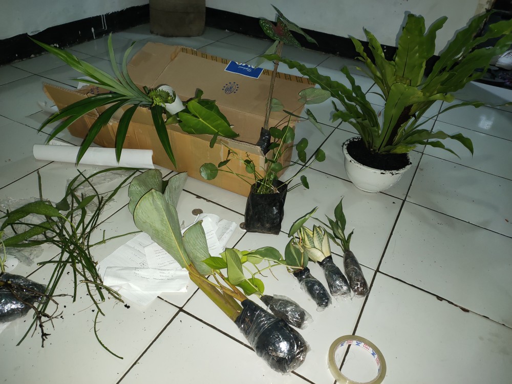 Tanaman Hias Pakis Kelabang-pakis Kelabang