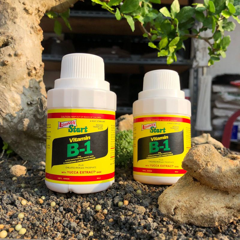 Jual VIT B-1 STAR 100 ML | Shopee Indonesia