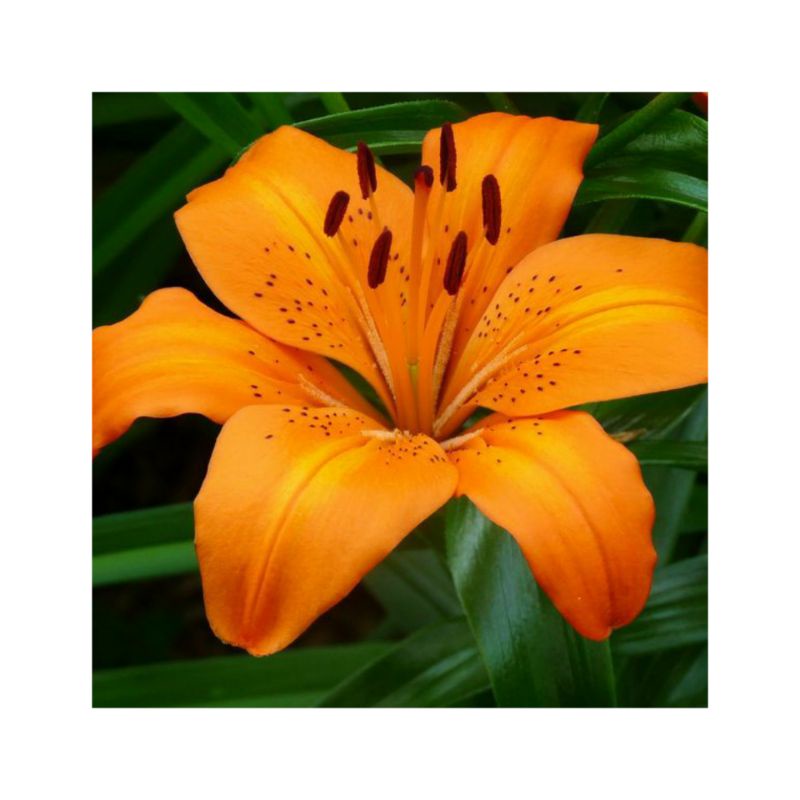 TANAMAN BUNGA/BUNGA/BENIH BUNGA/BUNGA LILY/LILY
