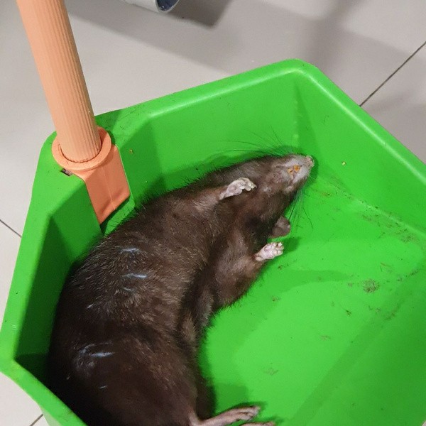 Pengusir Tikus Ramtus Alat Umpan Tikus Berupa Racun Ampuh Efektif Asli